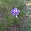 Fleur violette pétales, déco de jardin