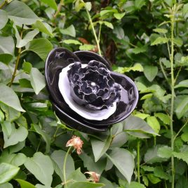 Rose noir à planter dans un massif, décoration de jardin